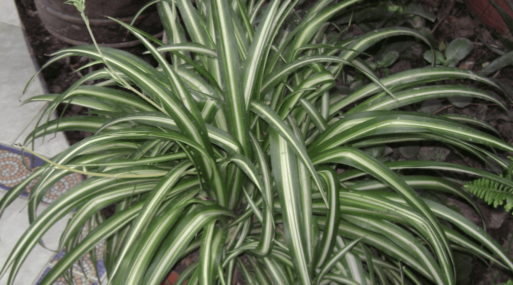 Spider Plant